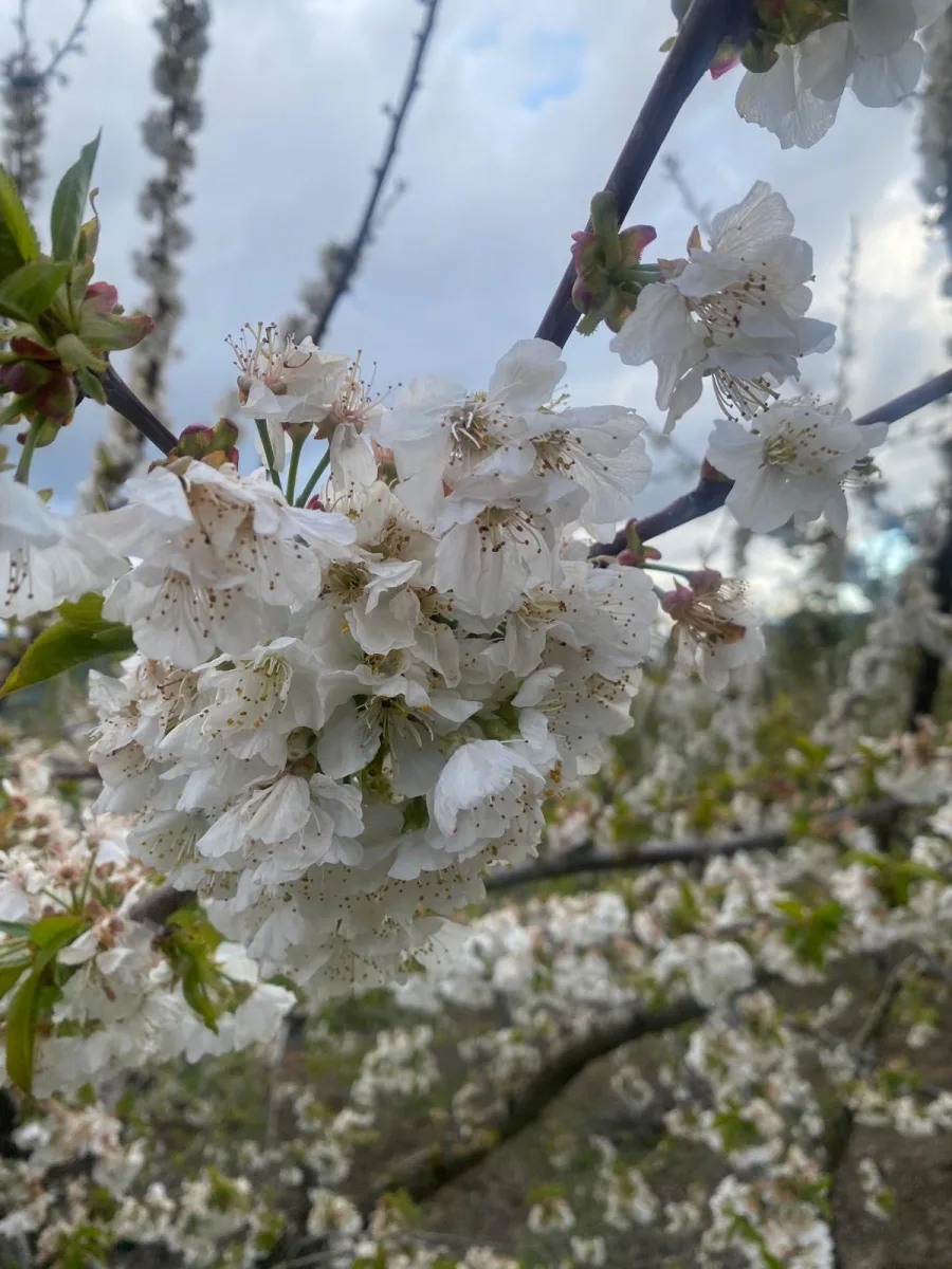 Cerezos en flor - primavera en Las Hurdes