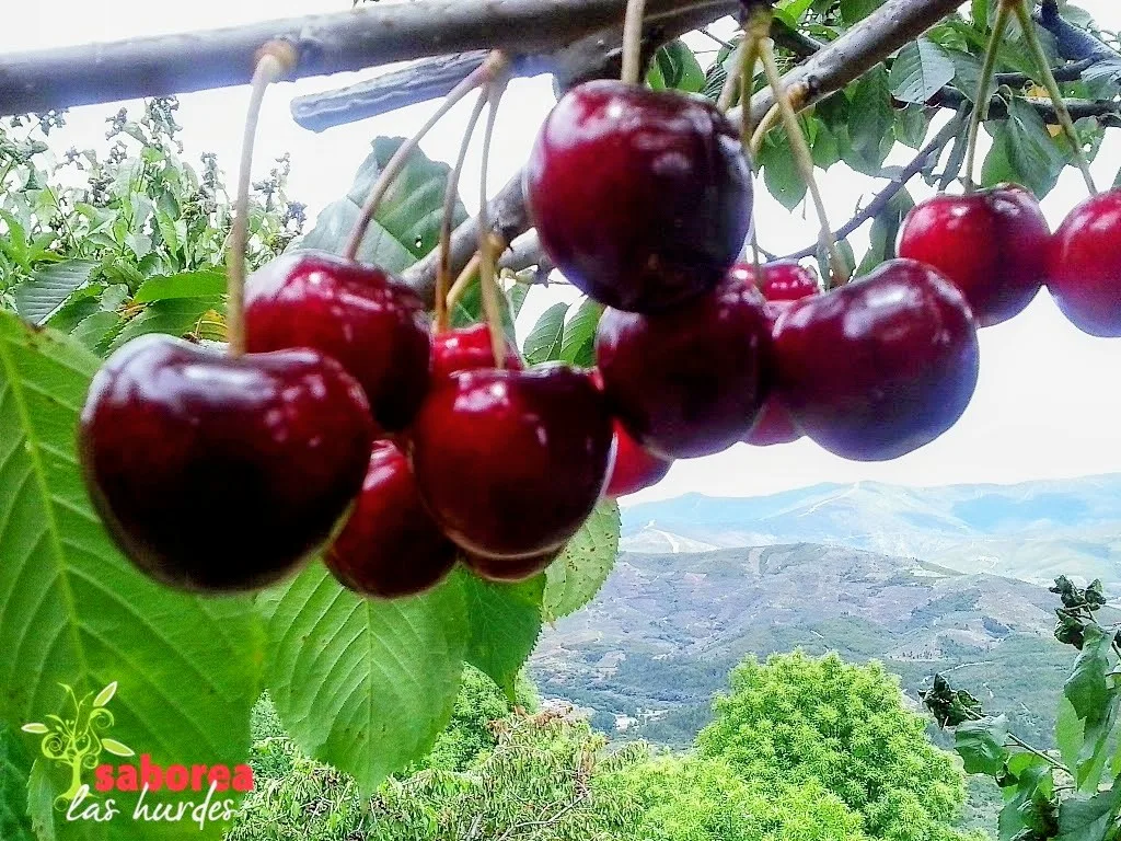 Cerezas de Las Hurdes