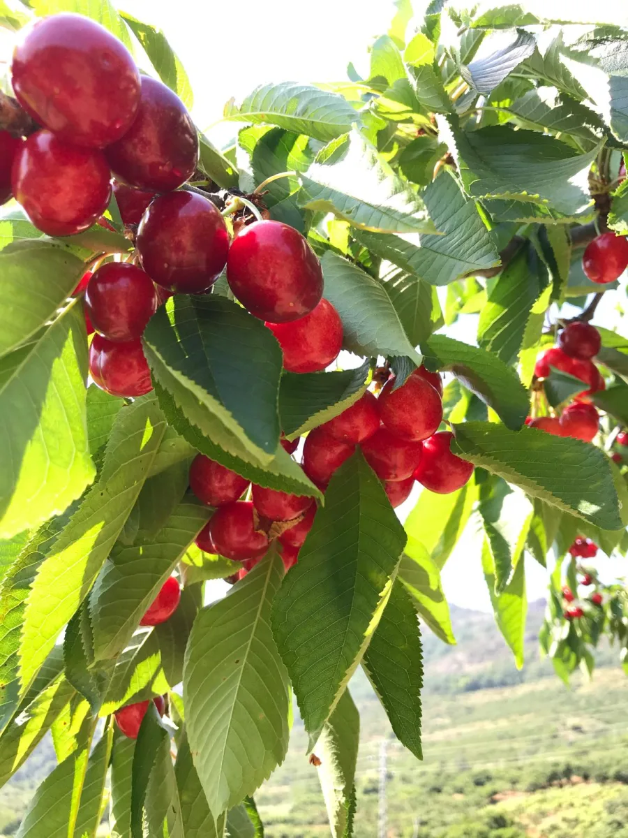 Cerezas en árbol Las Hurdes