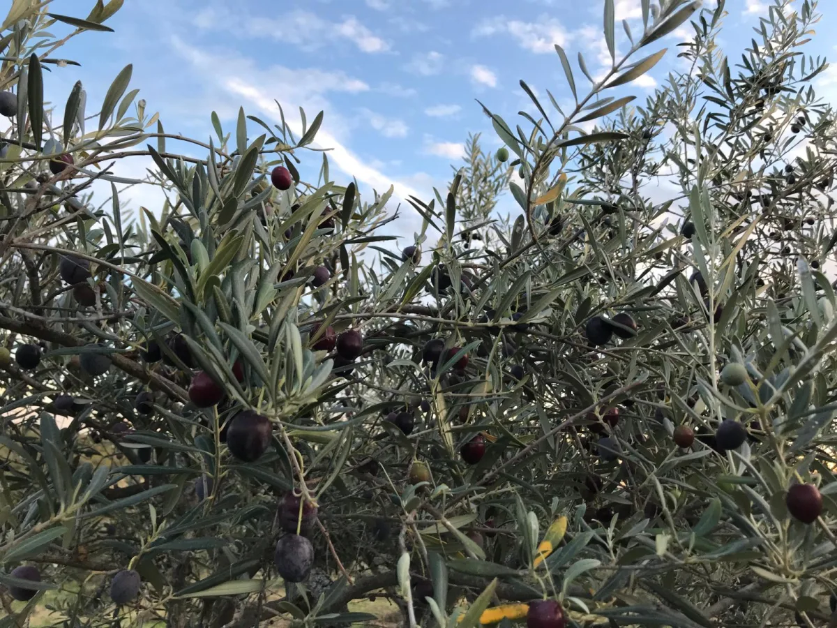 Olivos con aceitunas - finca en Las Hurdes